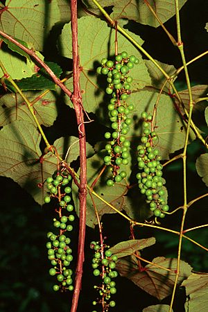 Vitis aestivalis 1120452.jpg