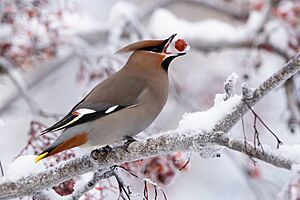 Waxwing eating berry