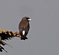 White-breastedwoodswallowDSC03295 110513 bali