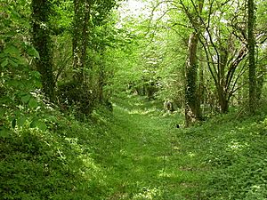 Whitsbury castle geograph-1869831-by-Mike-Faherty.jpg