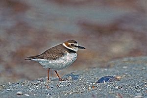 Wilson's Plover