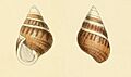 Zoological Illustrations Achatinella perversa.jpg