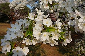 Ōshima-zakura2.jpg