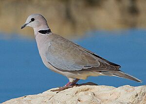 2012 Ring-necked Dove, crop