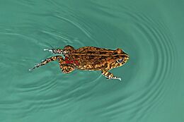 African common toad (Amietophrynus gutturalis) swimming.jpg