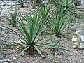 Agave lechuguilla0