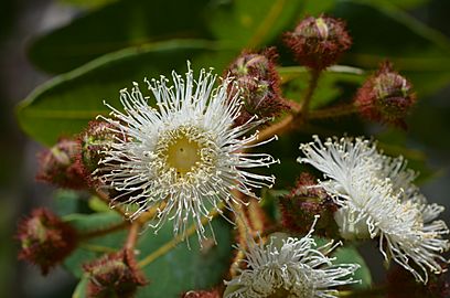 Angophora hispida DSC 7157 (11023015645)