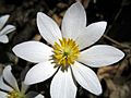 Bloodroot closeup