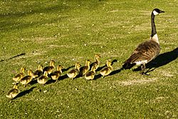 Branta canadensis -Calgary, Alberta, Canada-8