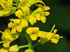 Brassicaceae - Barbarea vulgaris-1