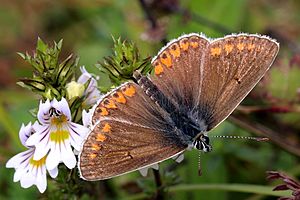 Brown argus (aricia agestis) male