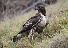 Buteo jamaicensis -Pillar Point Harbor, California, USA-8