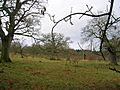 Cadzow oaks with replanting