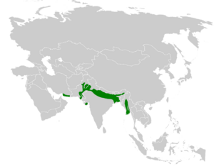 Calandrella raytal distribution map.png