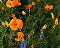 California poppies 1