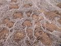 Camas pocket gopher mounds