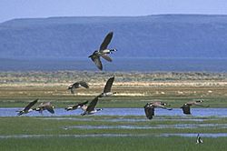 Canadian Geese near Lakeview, Oregon