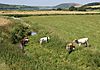 Cattle in the River - geograph.org.uk - 202965.jpg