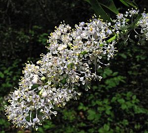 Ceanothus spinosus 01.jpg