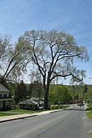 Champion Elm, Lanesborough MA