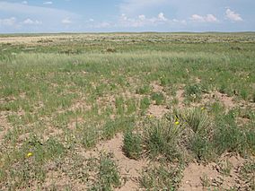 Cimarron grassland.jpg