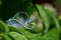 Coenagrion puella Paarung1