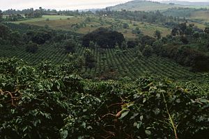 Coffee plantation in Tanzania