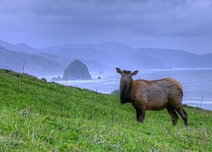 Cow elk near haystack rock, Cannon Beach, OR