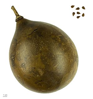 Crescentia cujete MHNT.BOT.2011.18.25