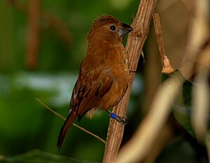 Cyanocompsa brissonii female.jpg