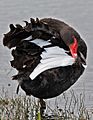 Cygnus atratus preening