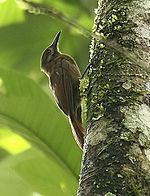 Dendrocincla fuliginosa -NW Ecuador-8.jpg