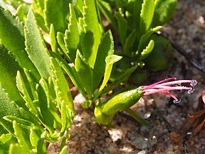 Eremophila serpens flower.jpg