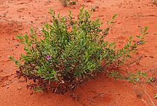 Eremophila willsii