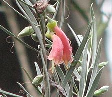 Eremophila youngii