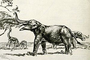 Eubelodon cropped