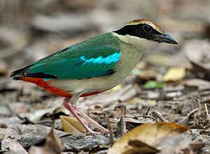 Fairy Pitta, crop