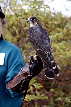 Falco columbarius training