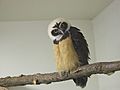 FranklinSpectacleOwlChick