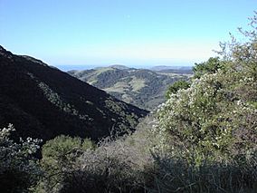 Gaviota sp1.jpg