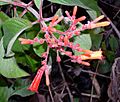 Hamelia patens in belize