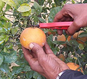 Harvesting Kinnow