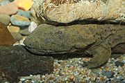 Hellbender Cryptobranchus alleganiensis