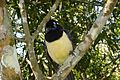 Iguazu National Park-109972