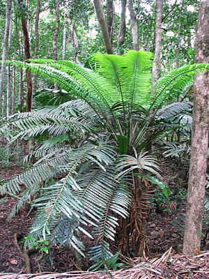 Lepidozamia hopei 1