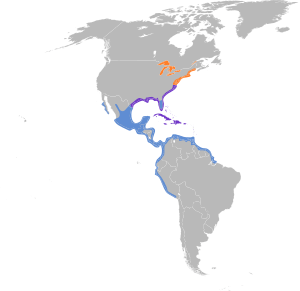 Leucophaeus atricilla map.svg