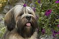 Lhasa apso