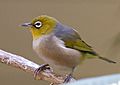 Lord Howe Silvereye