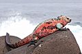 Marine-Iguana-Espanola