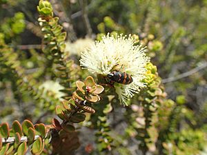 Melaleuca eurystoma flowers.jpg